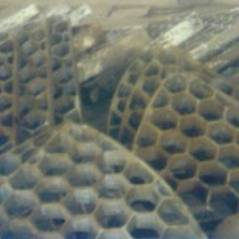 Tabulata mellis